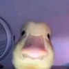 jajavjbwnwb