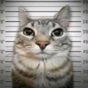 zazucat_prison