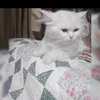 abdulhadio03