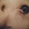 muffinssindlecker99