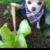 hugabblepie