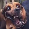 smileyfshr