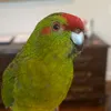 jadethekakariki