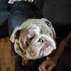 bulldogmom432
