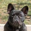 lasallebulldogs1