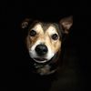 atleastmydoglovesme1