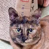 tiger.cat.3