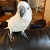 Buster the cockatoo