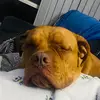 dani_tas2