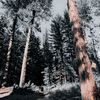 foresakenrage616