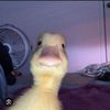 00cactii_