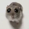 twelephantwo