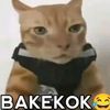 bojone bapakmu