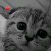 ari.m.a2008