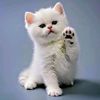 leciiiiiii_1