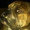 red00dog