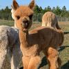 777antoha77742