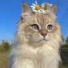 v__neva