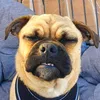 purplepugmamma