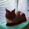 playfulkittymia