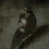 jurp_j