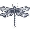 dragonfly_1515