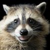 yt_strugglinwildlife
