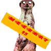 _meerkat15