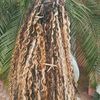 freecoconutgirl