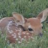 helenthefawn
