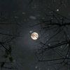 songs_poetry0