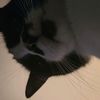 awkwardcats