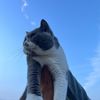 whiskascomel