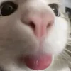 chippiu00