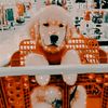 charli_my_cookie_nwn