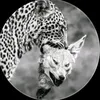 ﮼بالەکی🐆✨🖤