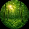 saving_croatien_woods