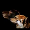 familie_plueschpo