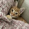 meli.cv_