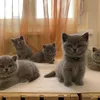 aniisa_views