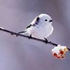 anya_4589491