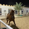 𓅓﮼الحبابي『٭🐎