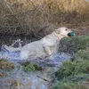 eddietheyellowlab