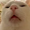orangeyrt