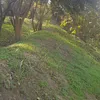 amarzakie