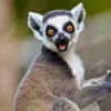 lemur0420