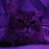 vohin3_official