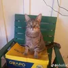 joao2_8