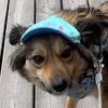 kotyonok_dog