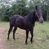 guerrero0374